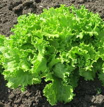 Салат Малахитовая шкатулка листовой Салат Малахитовая шкатулка листовой