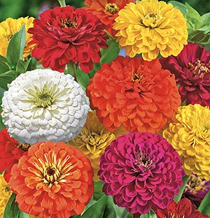 ������ ������� ������, ����� ������