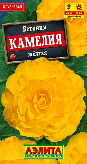 Бегония крупноцветковая Камелия желтая Бегония крупноцветковая Камелия желтая