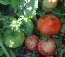 Томат Царская шапка Томат Царская шапка