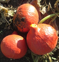 Тыква крупноплодная Учики кури Тыква крупноплодная Учики кури