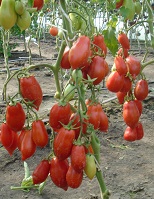 Томат Моська Томат Моська