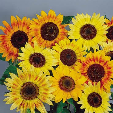 ������������ ������������ ����������� ���������� �������, ����� ������ (�������,���������,������)