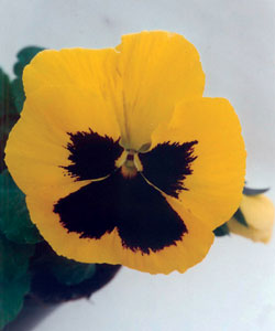 ����� �������� ����������� ������� ��������� (���������� � �������)