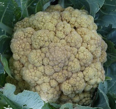 Капуста цветная Мовир 74 Капуста цветная Мовир 74