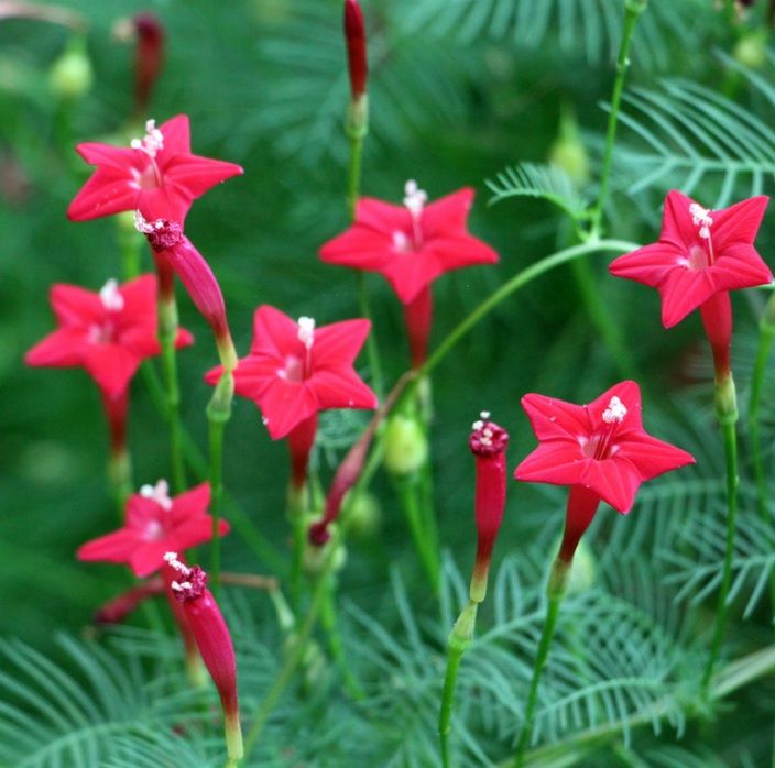 Ипомея Квамоклит перистая алая Ипомея Квамоклит перистая алая