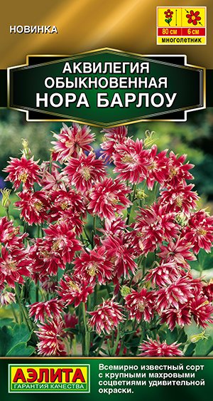 Аквилегия Нора Барлоу Аквилегия Нора Барлоу