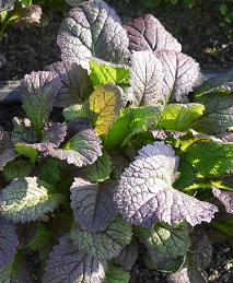 Горчица салатная Красный гигант Горчица салатная Красный гигант