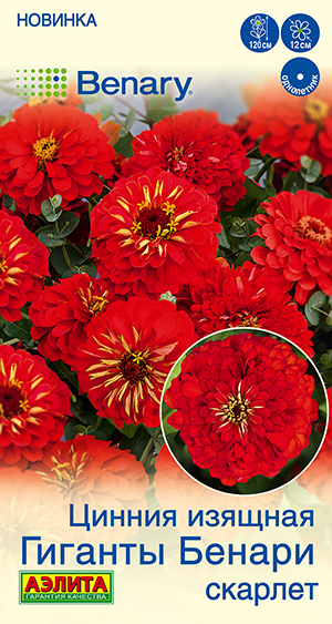 Цинния Гиганты Бенари скарлет Цинния Гиганты Бенари скарлет