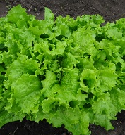 Салат Чародейка Салат Чародейка