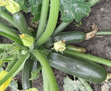 Кабачок цуккини Черный красавец Кабачок цуккини Черный красавец