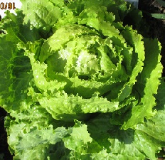 Салат Колобок кочанный Салат Колобок кочанный