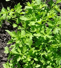 Кресс-салат Кучерявый Кресс-салат Кучерявый