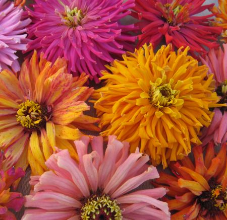 ������ ������� ��������������, ����� ������