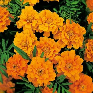 Бархатцы Валенсия отклоненные Бархатцы Валенсия отклоненные