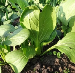 Капуста китайская Пак чой Капуста китайская Пак чой