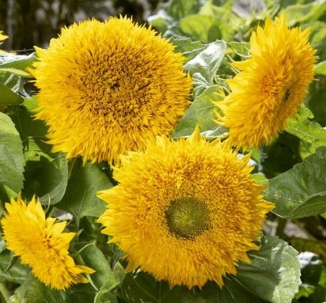 ������������ ������������ ����������� �������� �������� �����