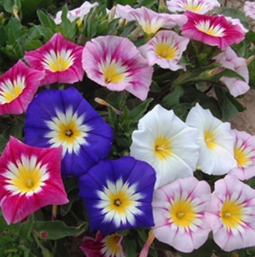 ������ �������� �����������, ����� ������