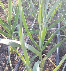 Лук порей Слон Лук порей Слон