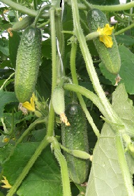 Огурец Перента F1 Огурец Перента F1