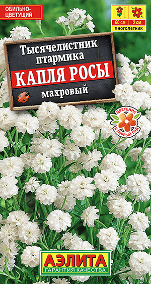 Тысячелистник махровый Капля росы Тысячелистник махровый Капля росы