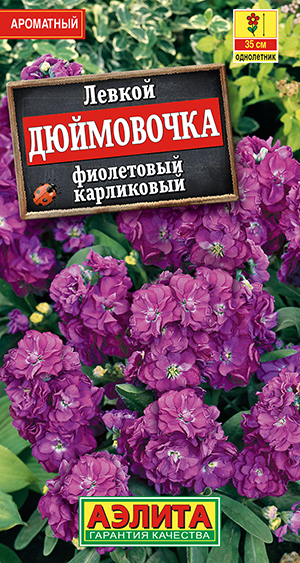 Левкой карликовый Дюймовочка фиолетовый Левкой карликовый Дюймовочка фиолетовый