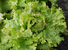 Салат Хрустящий лед Салат Хрустящий лед