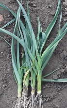 Лук порей Зимний гигант Лук порей Зимний гигант
