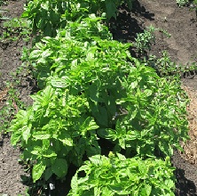 Базилик овощной Зеленый крупнолистный сладкий Базилик овощной Зеленый крупнолистный сладкий