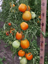 Томат Золотая рапсодия Томат Золотая рапсодия