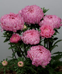 ����� ��������� ����� �������