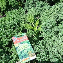 Капуста листовая Изумруд Капуста листовая Изумруд