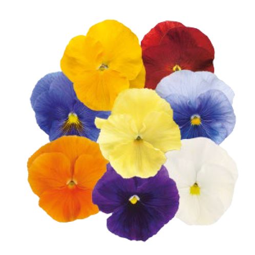 ����� �������� ���� ��������, ����� ������