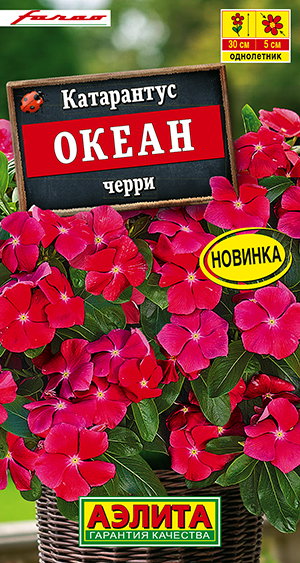 Катарантус Океан черри Катарантус Океан черри
