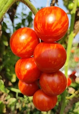 Томат Тигрелла Томат Тигрелла