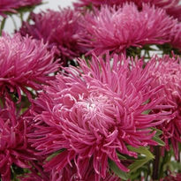 ����� ��������� ������� �����-�������