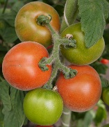 Томат Абрикосовый Томат Абрикосовый