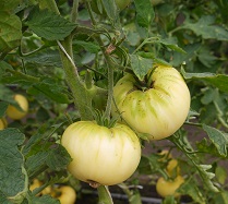 Томат Микадо карамельный Томат Микадо карамельный