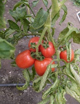 Томат Новичок розовый Томат Новичок розовый