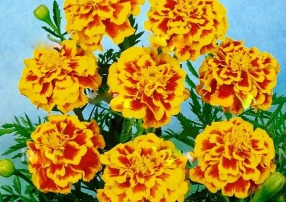 Бархатцы Дель соль отклоненные Бархатцы Дель соль отклоненные