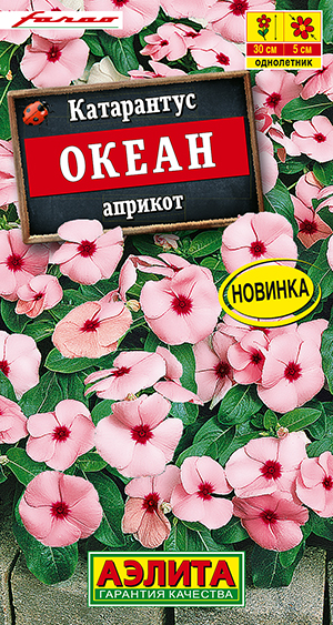 Катарантус Океан априкот Катарантус Океан априкот