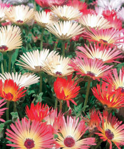 ����������� ���������������� �������, ����� ������