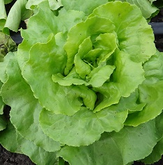 Салат Свежесть полукочанный Салат Свежесть полукочанный