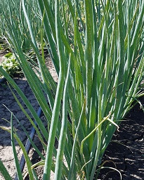 Лук батун Апрельский Лук батун Апрельский