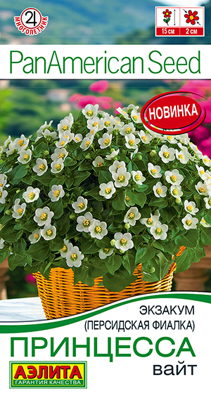 Экзакум (Персидская фиалка) Принцесса вайт
