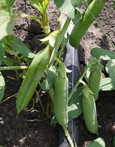 Горох овощной Премиум Горох овощной Премиум