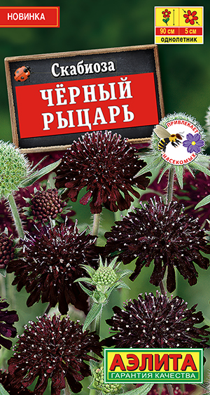 Скабиоза Черный рыцарь Скабиоза Черный рыцарь