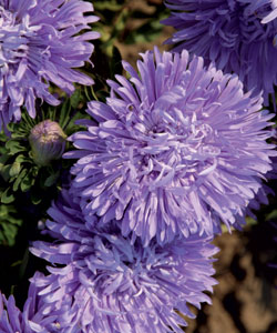 ����� ��������� ��������� ������-�������