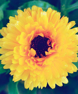 Календула Гитана желтая карликовая махровая Календула Гитана желтая карликовая махровая