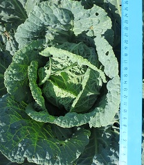 Капуста савойская Золотая ранняя Капуста савойская Золотая ранняя